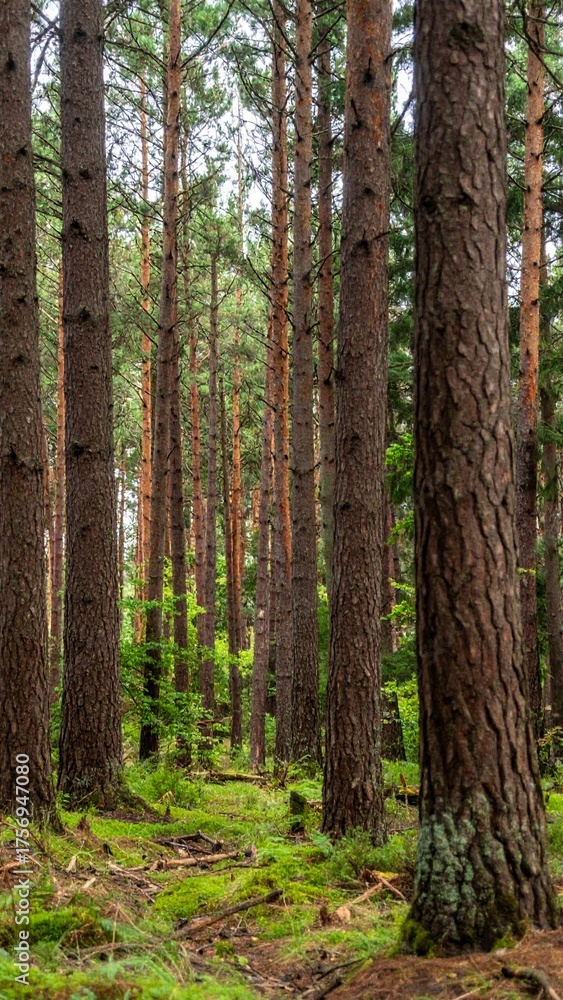 Obraz premium Dense woodland filled with tall tree trunks creating natural forest pattern