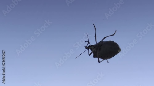An Insightful CloseUp View of a Flying Insect Set Against an Expansive Clear Blue Sky