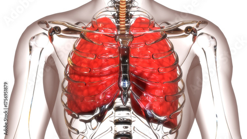 Foto Human Respiratory System Lungs Anatomy