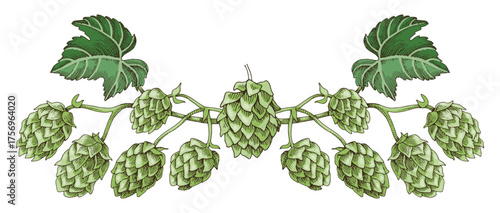 Hand drawn hop vignette vector