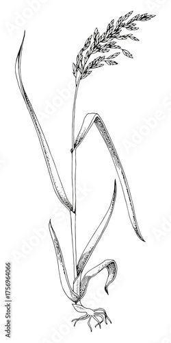 Forage grass for pasture and hay vector set