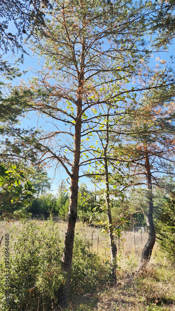 Obraz premium In an arboretum in October, a young Scots pine (Pinus sylvestris), though fond of the cold, befriends the red pines in the high-altitude Mediterranean mountains.
