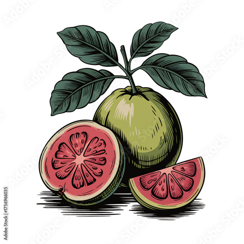 Vector illustration of a Guava fruit