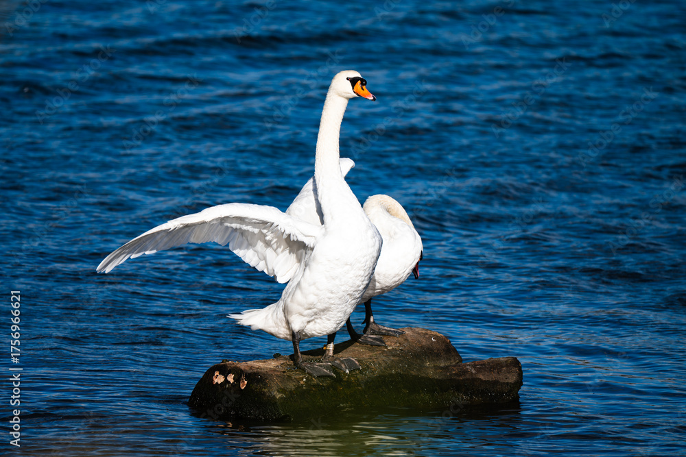 Naklejka premium swan in the water
