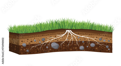 Understanding the intricate root system of grass growing in soil layers.
