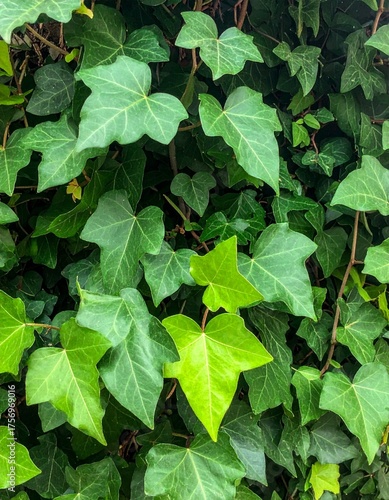 Wallpaper Mural Green Ivy Leaves Climbing on Wall for Premium Plant Object and Decorative Nature Concept Torontodigital.ca