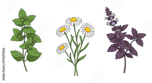 Three different types of herbs and flowers illustration.