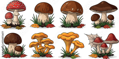 Collection of Cartoon Mushrooms, Botanical Illustration