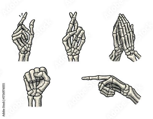 Vector Detailed anatomical skeleton hands in various gestures