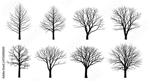 Collection of eight bare deciduous trees in winter season showcasing intricate branch structures.