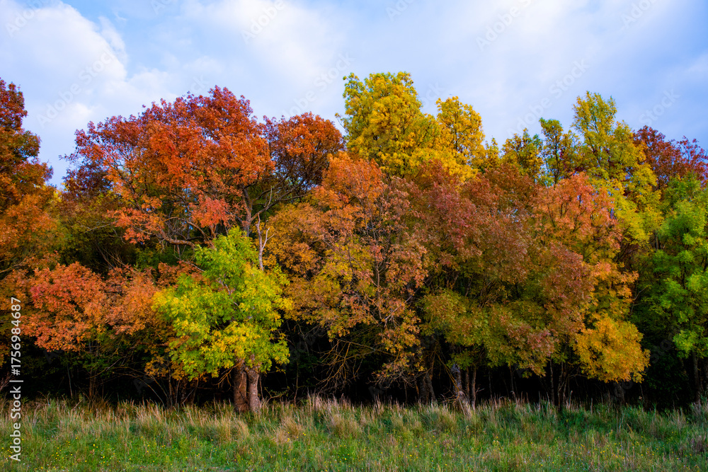 Naklejka premium COULEURS D'AUTOMNE
