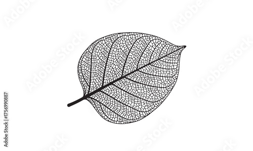 Delicate black and white skeleton leaf illustration on white background