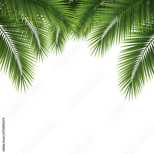 Palm Foliage Paradise: Lush green palm fronds create a tropical oasis, their intricate textures and vibrant color creating a sense of serenity.