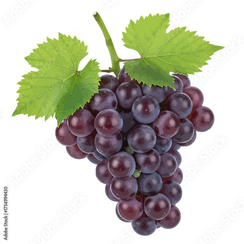 A bunch of ripe dark grapes hanging with green leaves on a white background in a close up view shot