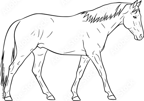a minimalistic line drawing of a horse, simple black lines