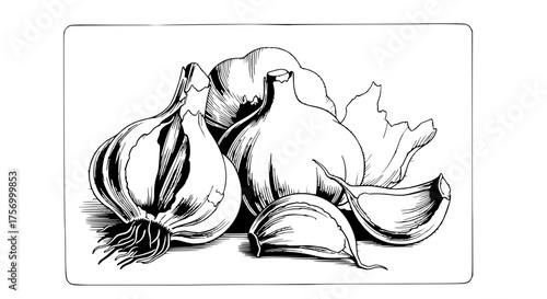vector illustration of garlic