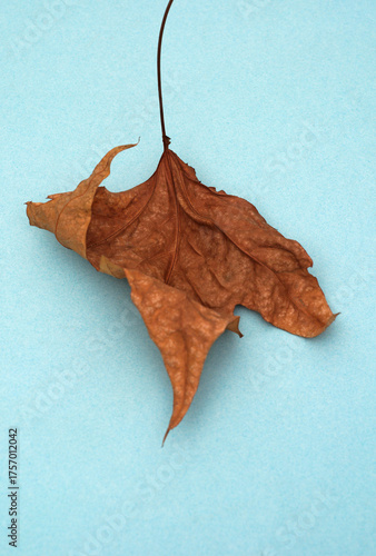 dried plane leaf on light blue background