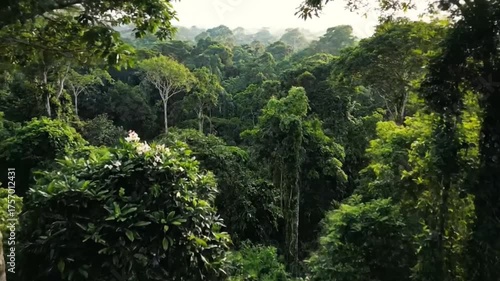 Aerial View of Dense Green Jungle Canopy with Colorful Tropical Flowers in Foreground at Sunny Day