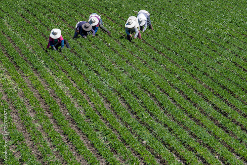 Sustainable traditional organic farming. Aerial view of a large group of Peruvian Latino farm workers harvesting beans by hand in a green field.