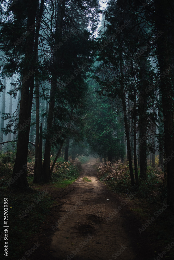 Fototapeta premium Dirt Path Inside The Forest In Autumn 