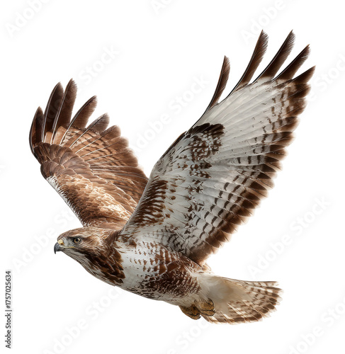 Hawk in flight natural habitat wildlife open sky isolated on transparent background
