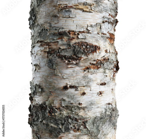 Birch tree forest nature natural environment isolated on transparent background