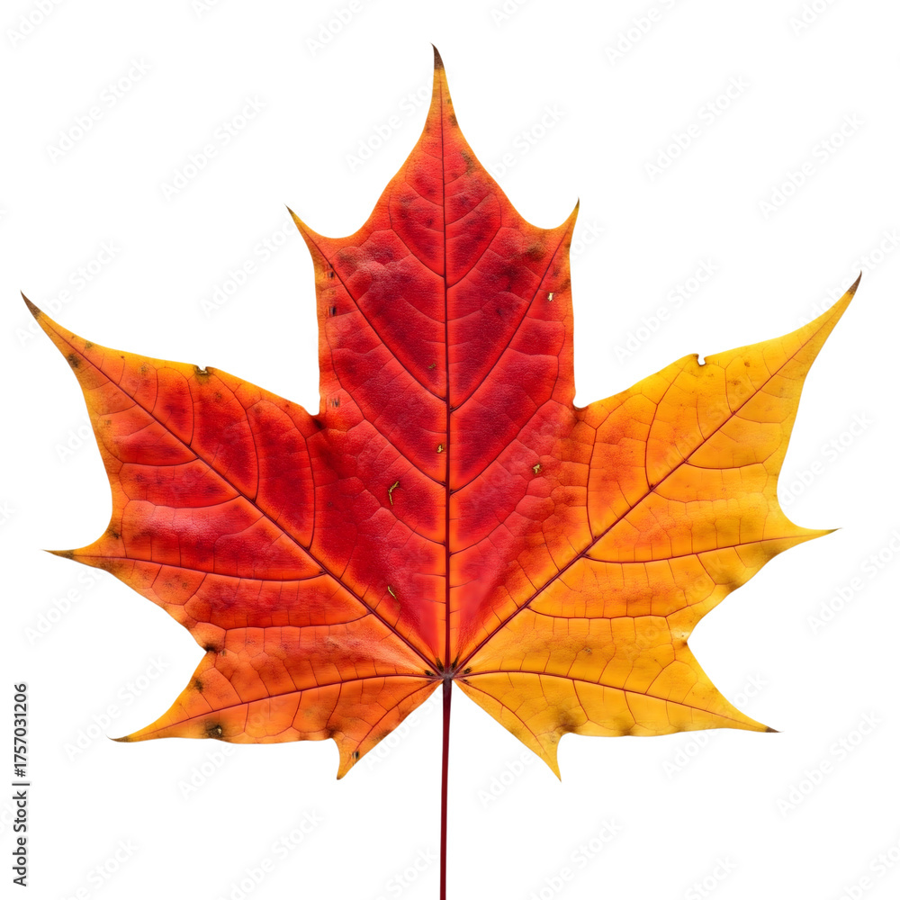 Obraz premium Vibrant Autumn Leaf