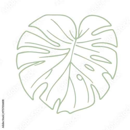 Illustration of a monstera leaf with distinct fenestrations and visible veins in a light color
