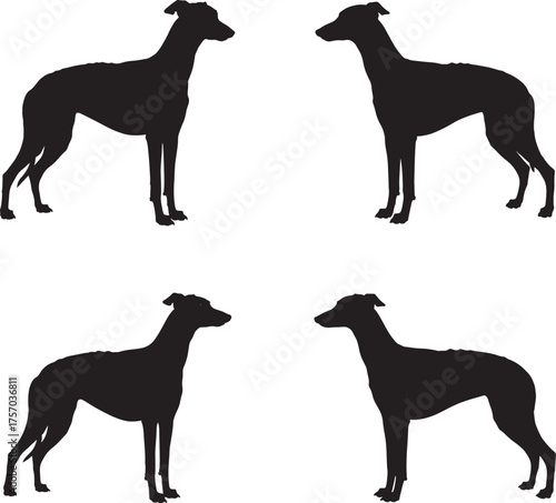 Four silhouettes of elegant greyhounds standing in profile against a white background