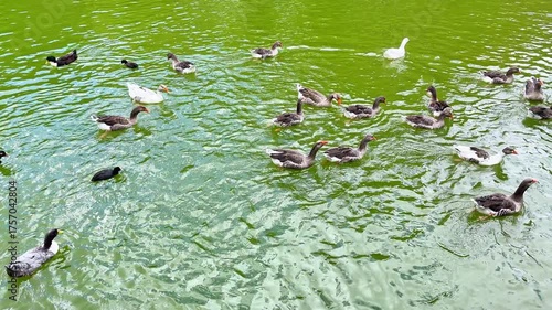 a family of geese and ducks living in a pond