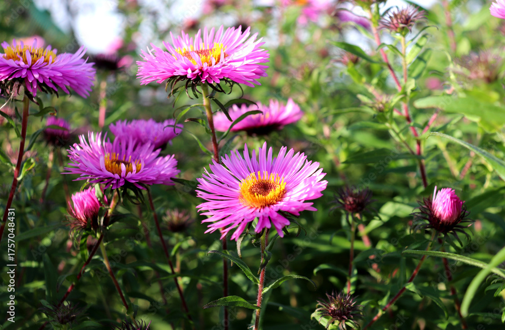 Fototapeta premium Pink and purple asters with yellow centers and buds on a sunny autumn day in a garden flowerbed - horizontal color photo, close-up, bottom view