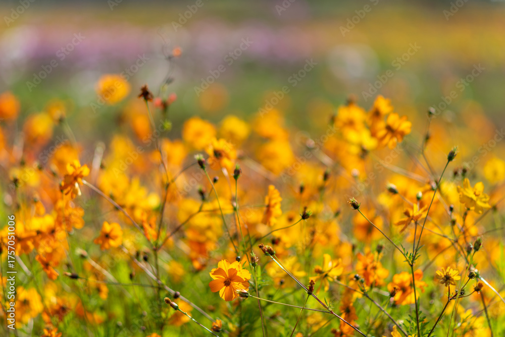 Obraz premium Vibrant Field of Orange Wildflowers in Bloom