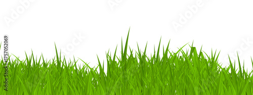 green grass isolated on white. vector illustration of a green grass. vector illustration of a green background