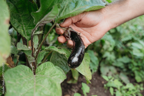 Hand of man picking eggplant at farm