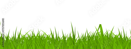 green grass isolated, green grass isolated on white, green grass on white background, green grass isolated on white background 
