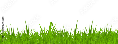 green grass isolated on transparent background - vector illustration of a tree, vector illustration of an abstract background, green grass isolated on white background