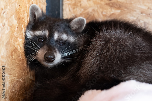 A scared raccoon in his house taming a raccoon at home