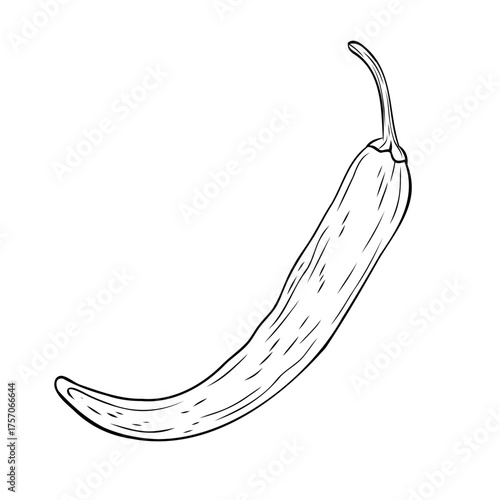 Monochrome botanical spicy hot chilli pepper. Graphic hand drawn ink black and white vector. Good for eco-style crafting, cooking, spa, medicine, cooking, and garden, beauty, decoration