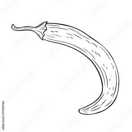 Monochrome botanical spicy hot chilli pepper. Graphic hand drawn ink black and white vector. Good for eco-style crafting, cooking, spa, medicine, cooking, and garden, beauty, decoration