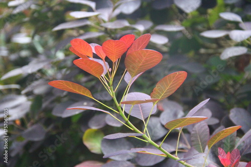 Arbre à perruques en gros plan