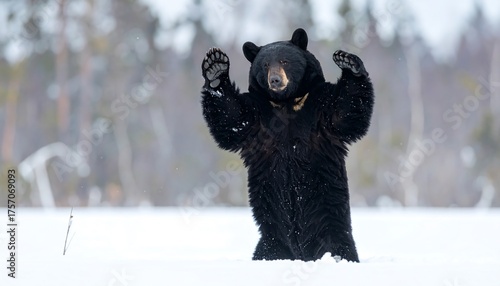 A large, black mammal stands tall in deep snow, with forepaws raised in a gesture. The background shows blurred trees and a wintery scene