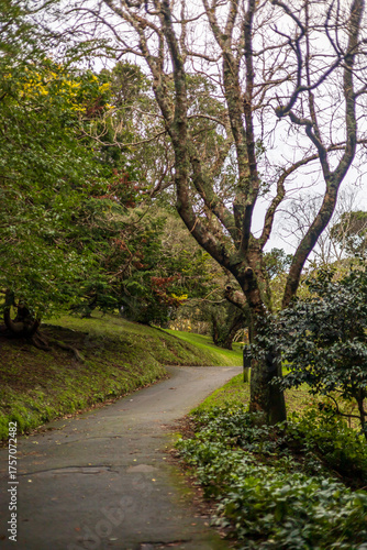 Peaceful Pathway through Wellington Botanic Garden