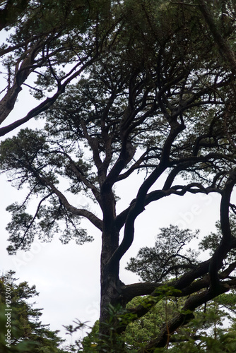 Silhouette of Tall Tree with Twisting Branches