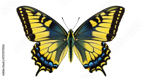 Isolated Eastern Tiger Swallowtail butterfly with yellow and blue wings, on white