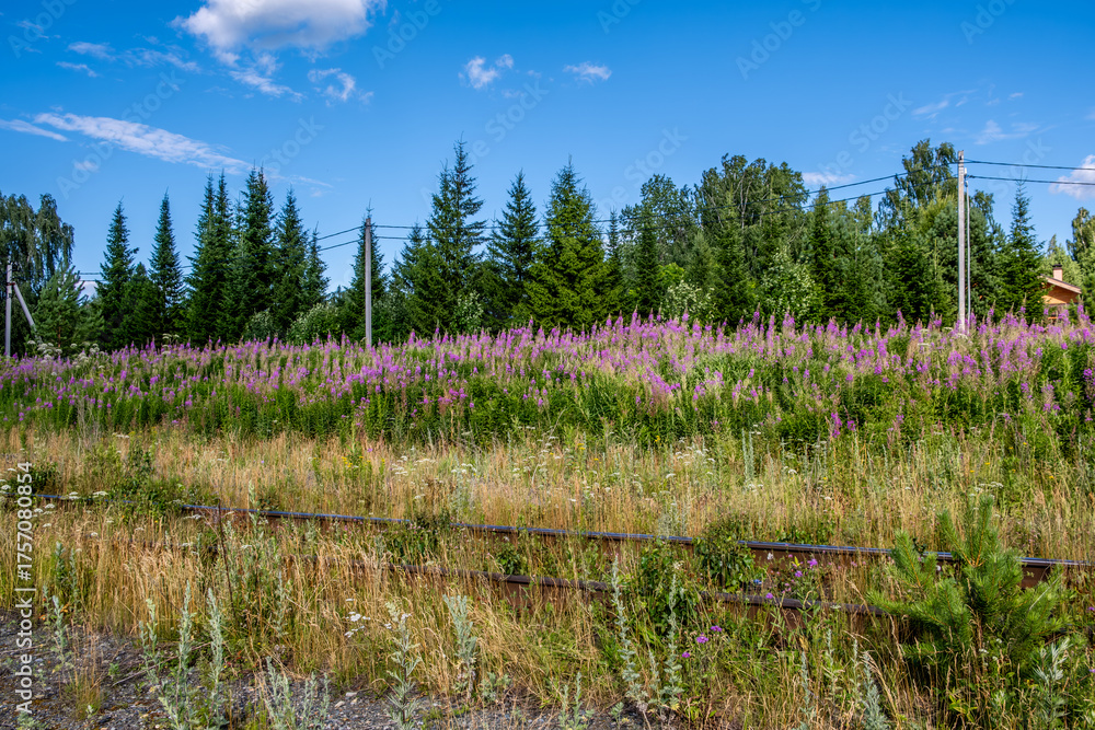 Obraz premium Flowering plant Ivan tea in the summer in the field.