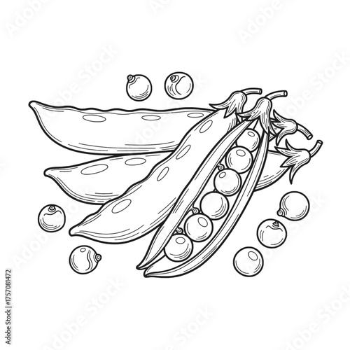 Detailed black and white illustration of fresh pea pods and individual peas.