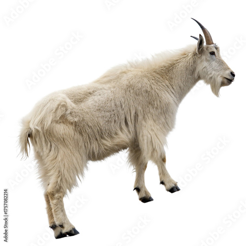 Majestic mountain goat standing proudly, showcasing its thick white fur and impressive horns, perfect for wildlife and nature projects
