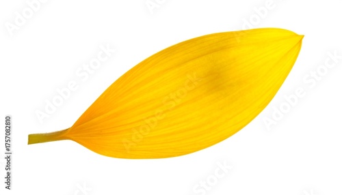 Isolated yellow petal with longitudinal veins, against a stark white backdrop