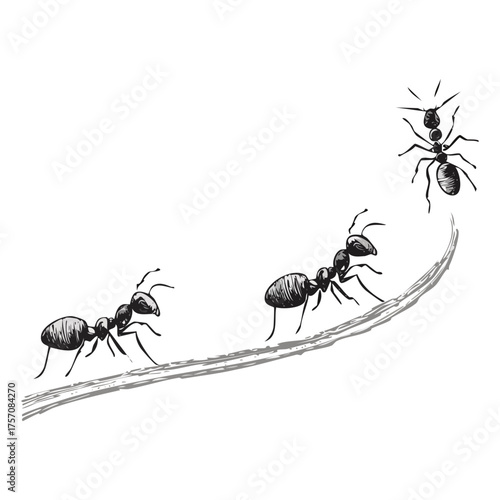 Ants Colony Line