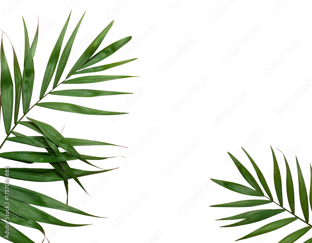 Fototapeta premium Lush green palm fronds frame a blank black space, creating a minimalist tropical design